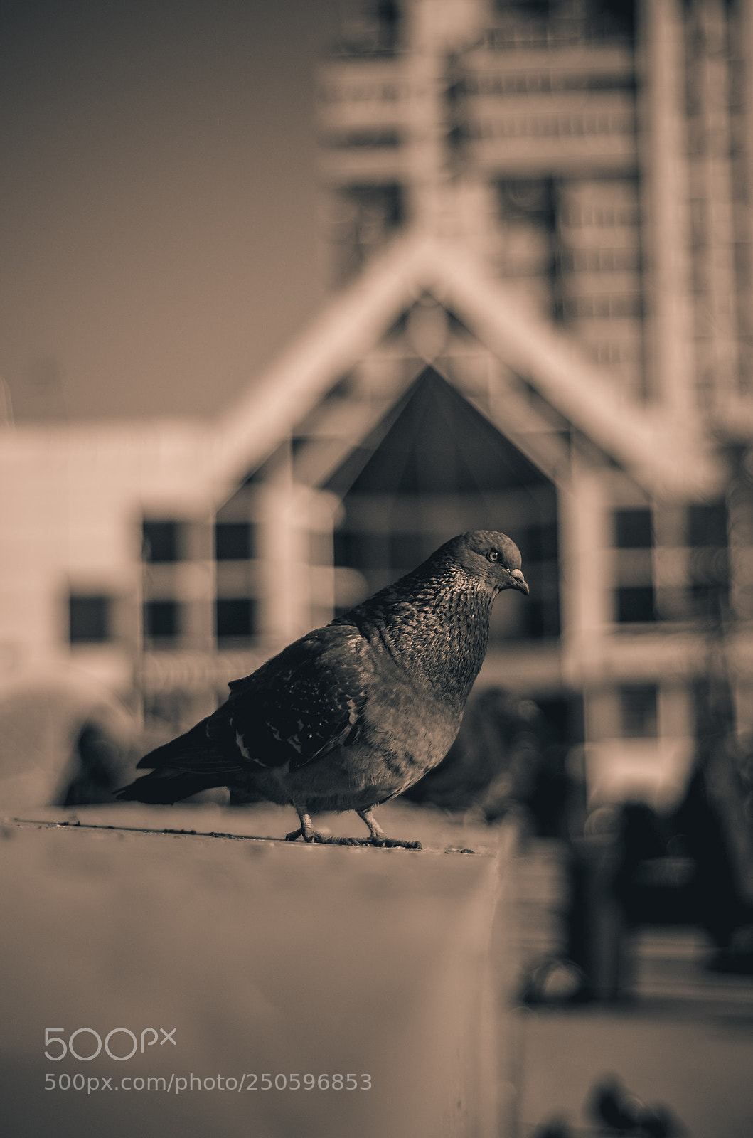 Nikon D5100 sample photo. Heat comes... photography