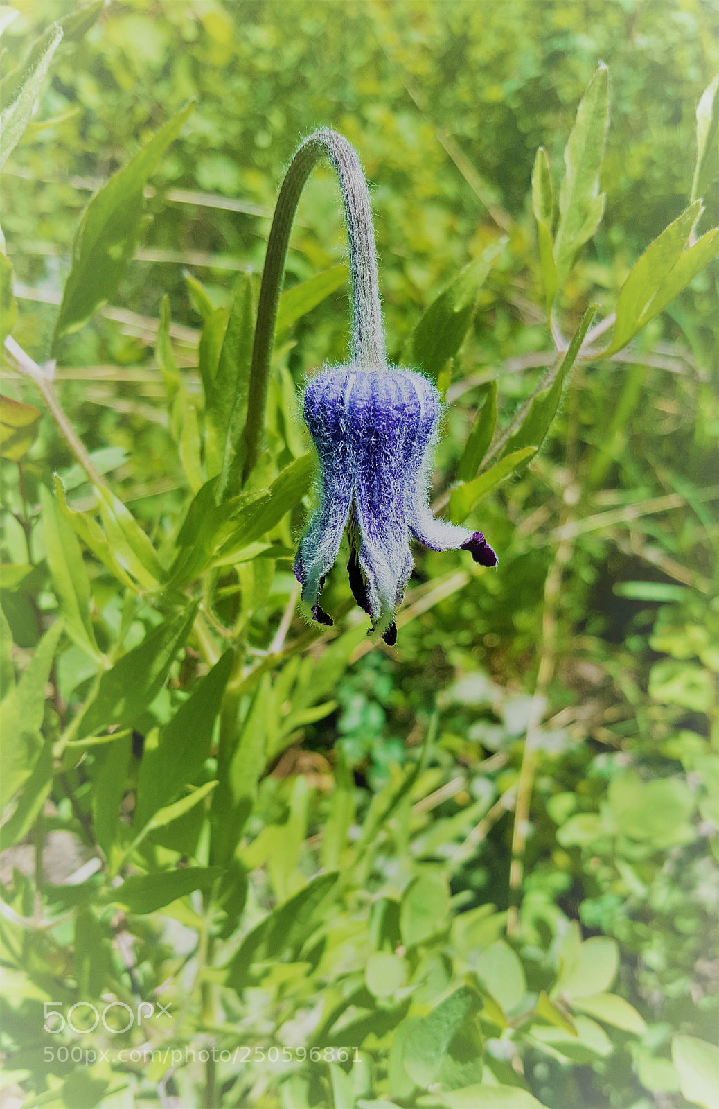 Samsung Galaxy S6 sample photo. Hairy clematis flower photography