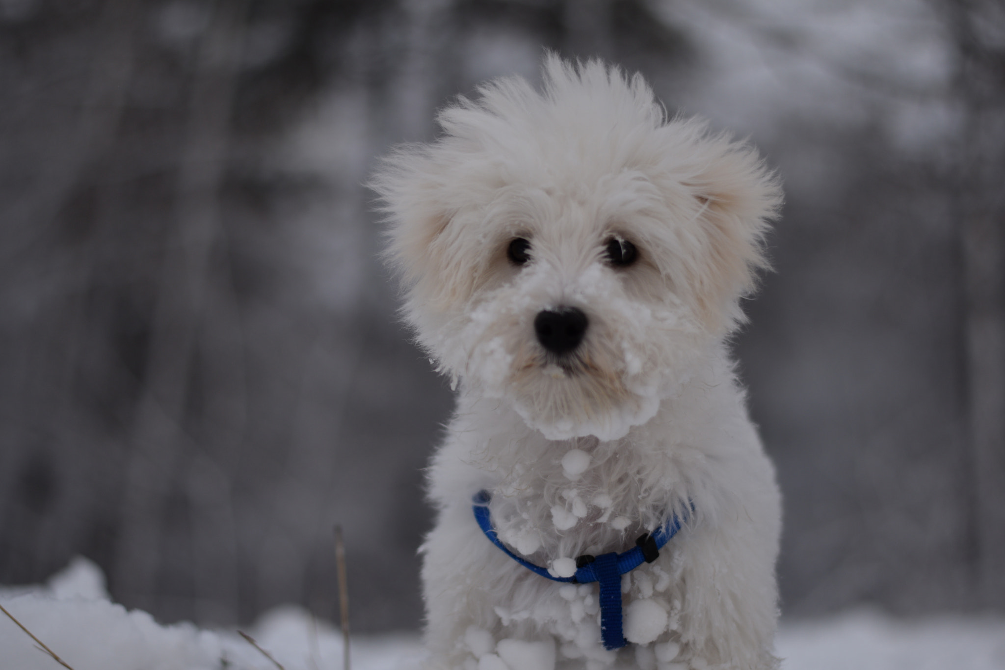 Nikon AF-S Nikkor 50mm F1.8G sample photo. I like winter photography