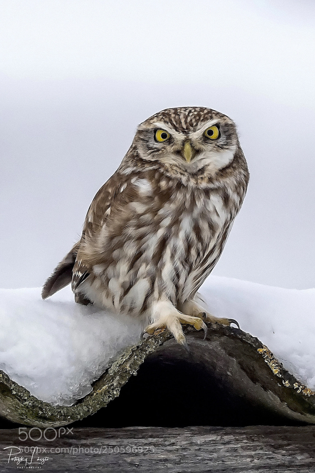 Olympus OM-D E-M1 Mark II sample photo. Little owl photography