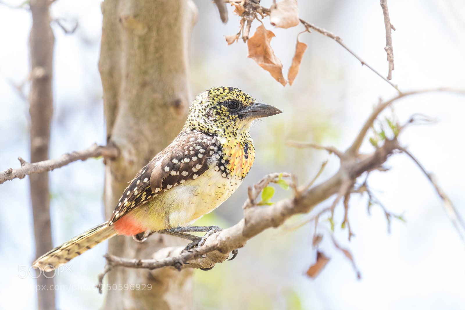 Canon EOS 5D Mark IV sample photo. D'arnaud's barbet photography