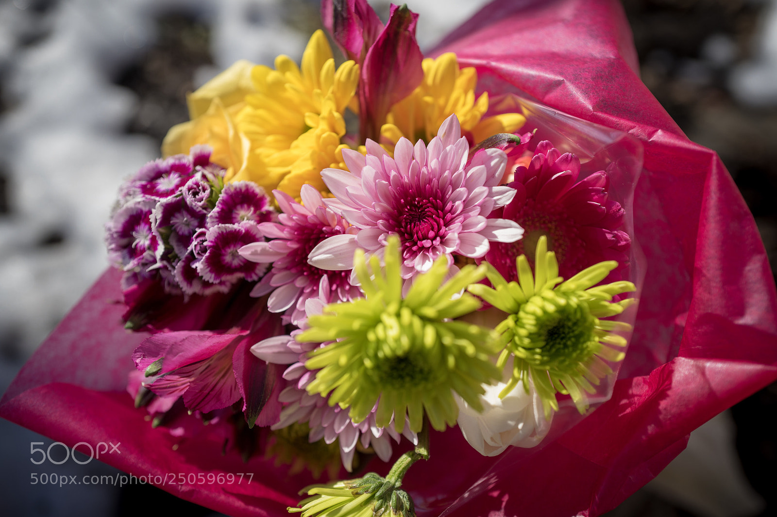 Leica Q (Typ 116) sample photo. Signs of spring arranged photography