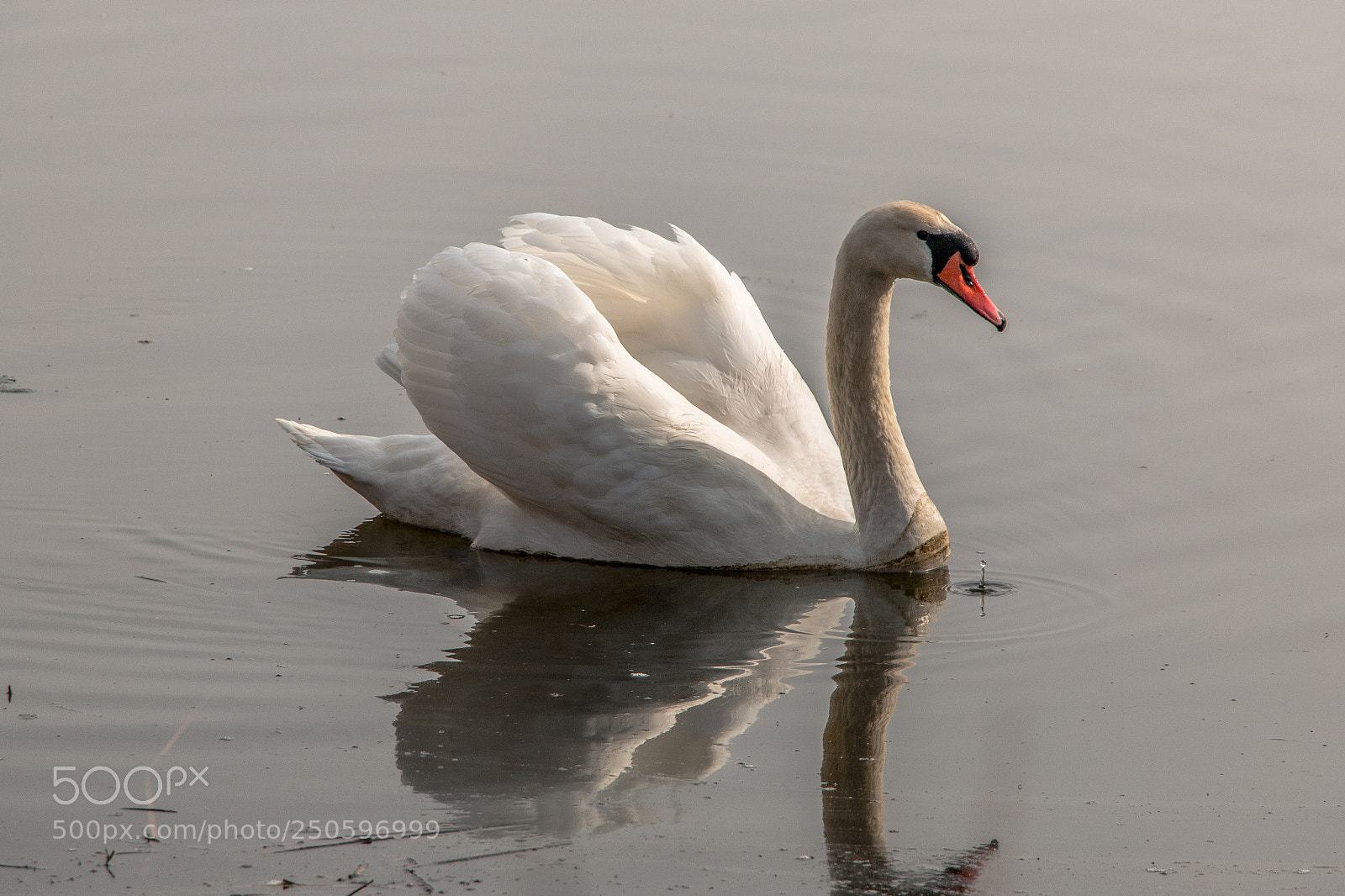 Canon EOS 70D sample photo. Waiting for spring photography