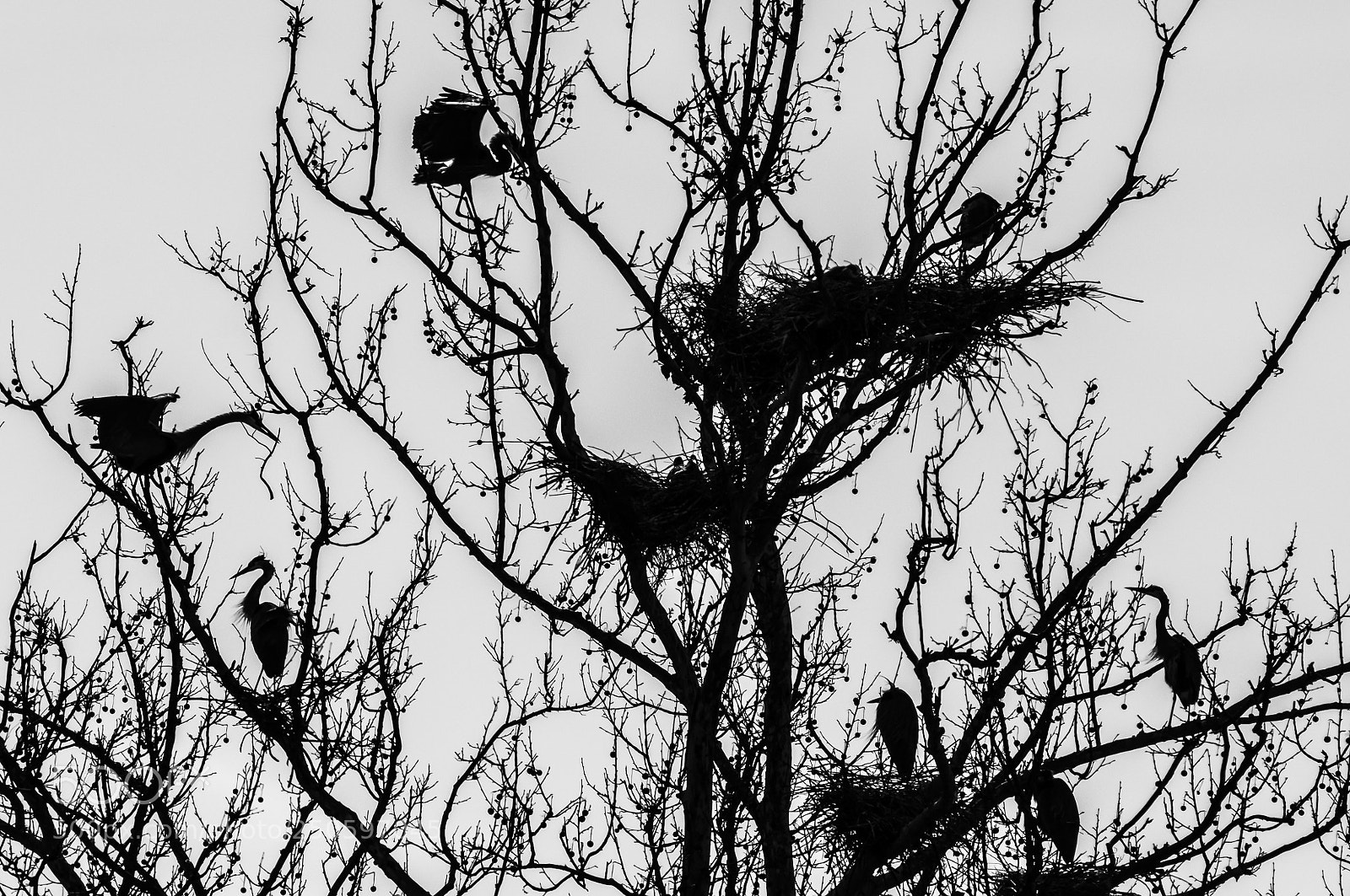 Pentax K-3 sample photo. The rookery photography