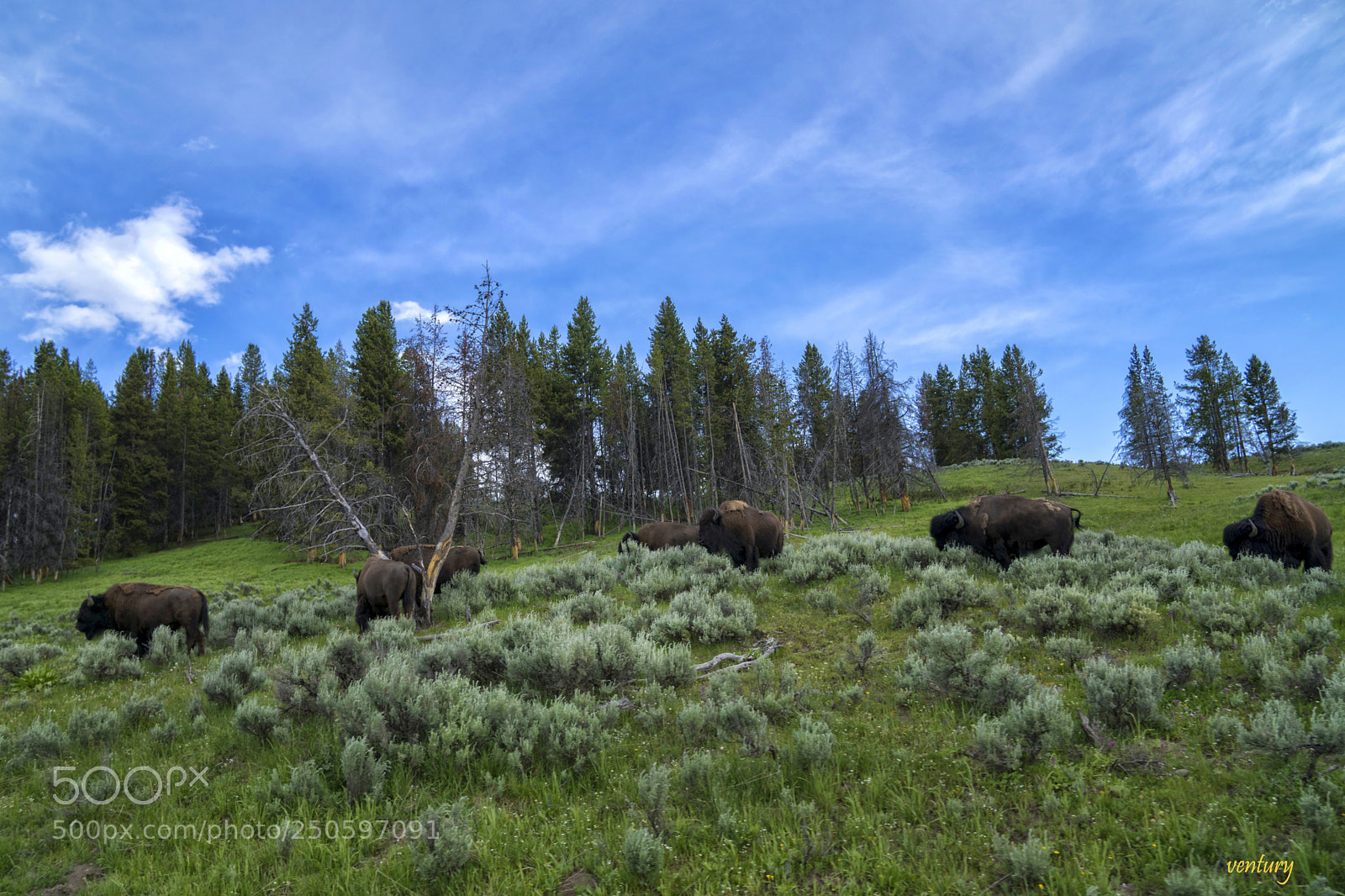 Sony a6500 sample photo. Some bisons photography