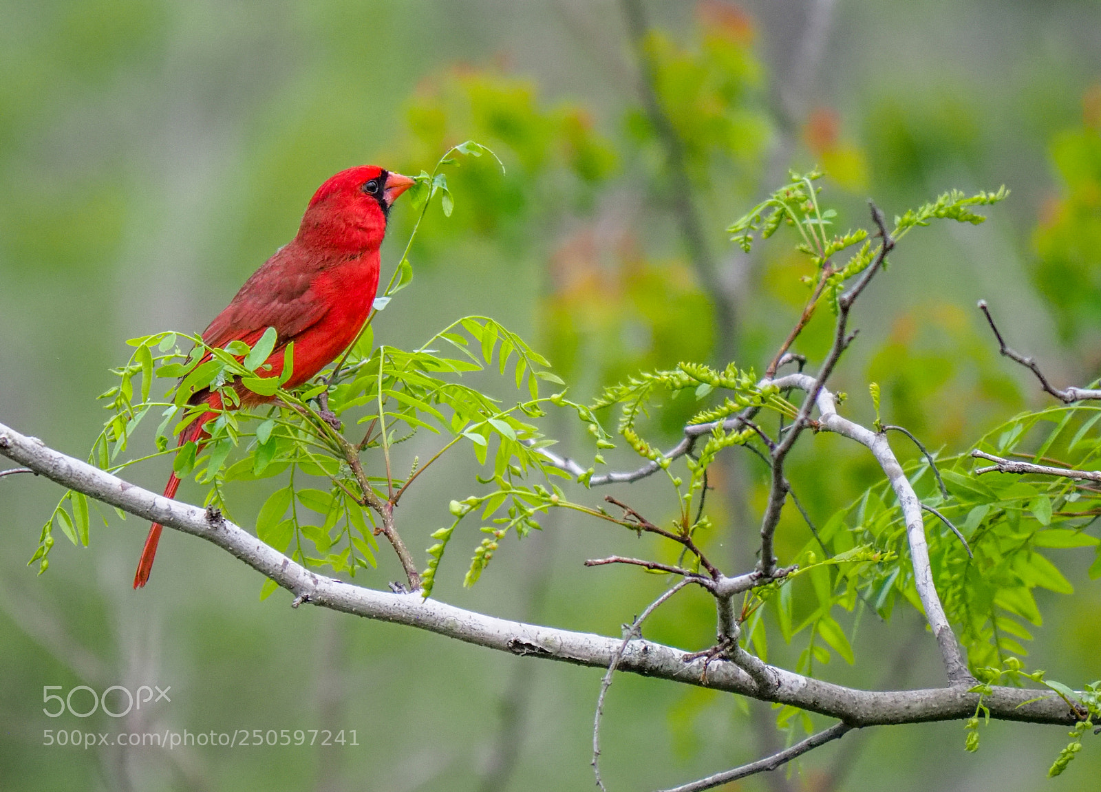Olympus OM-D E-M1 Mark II sample photo. Cardinal photography