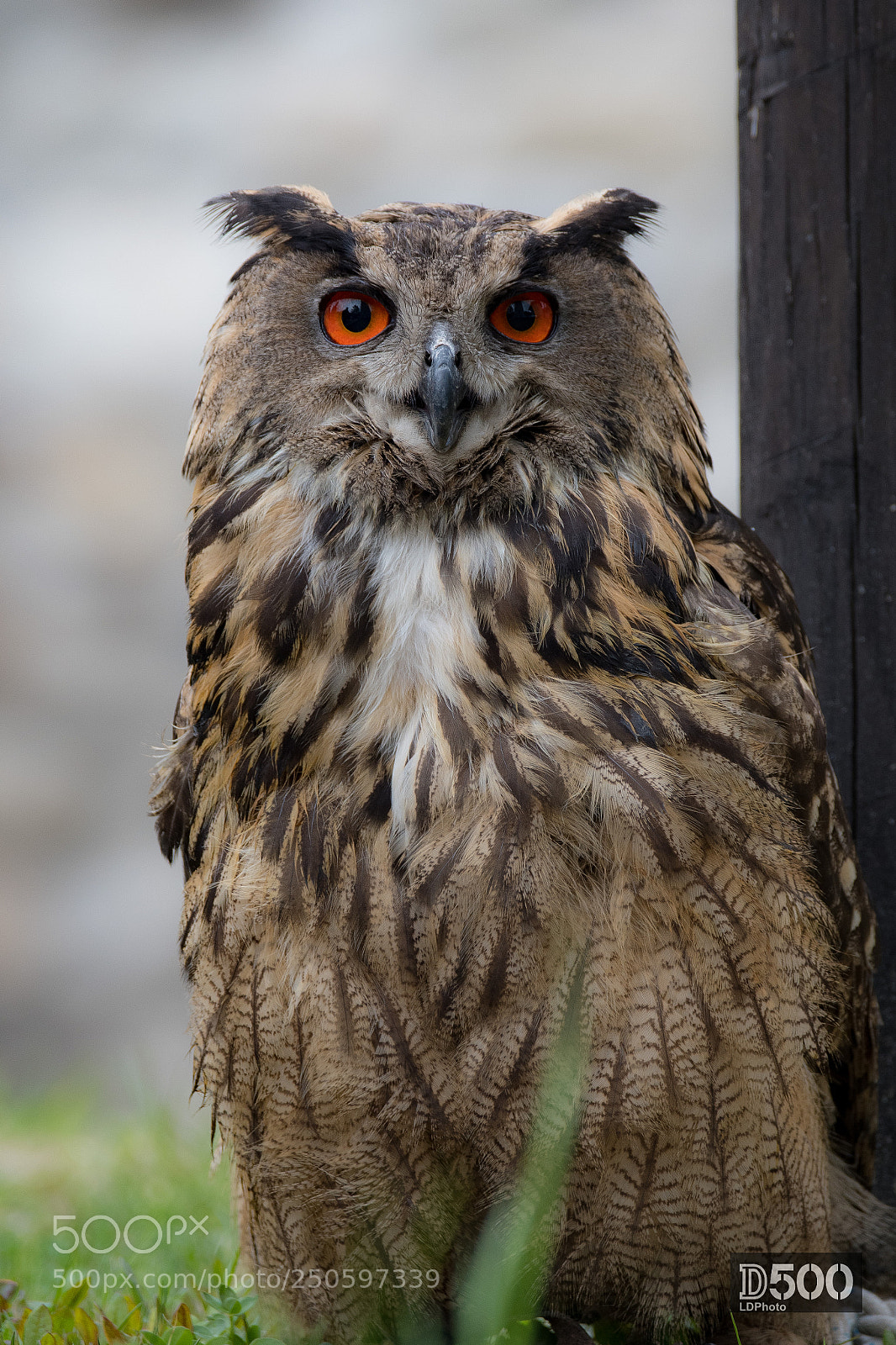 Nikon D500 sample photo. Eurasian eagle-owl - bubo photography
