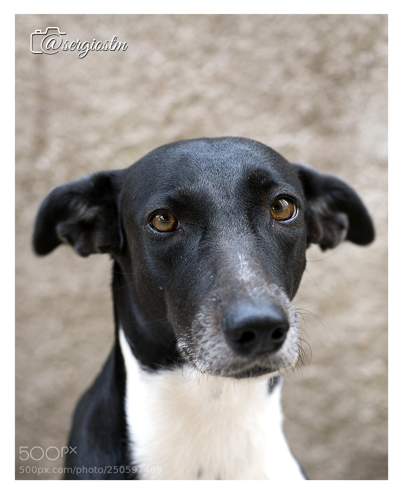 Nikon D610 sample photo. That guilty look... photography