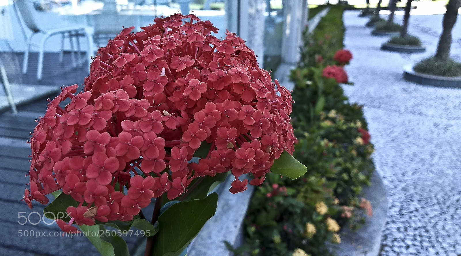 Motorola Moto Z (2) Play sample photo. A bela da cal photography