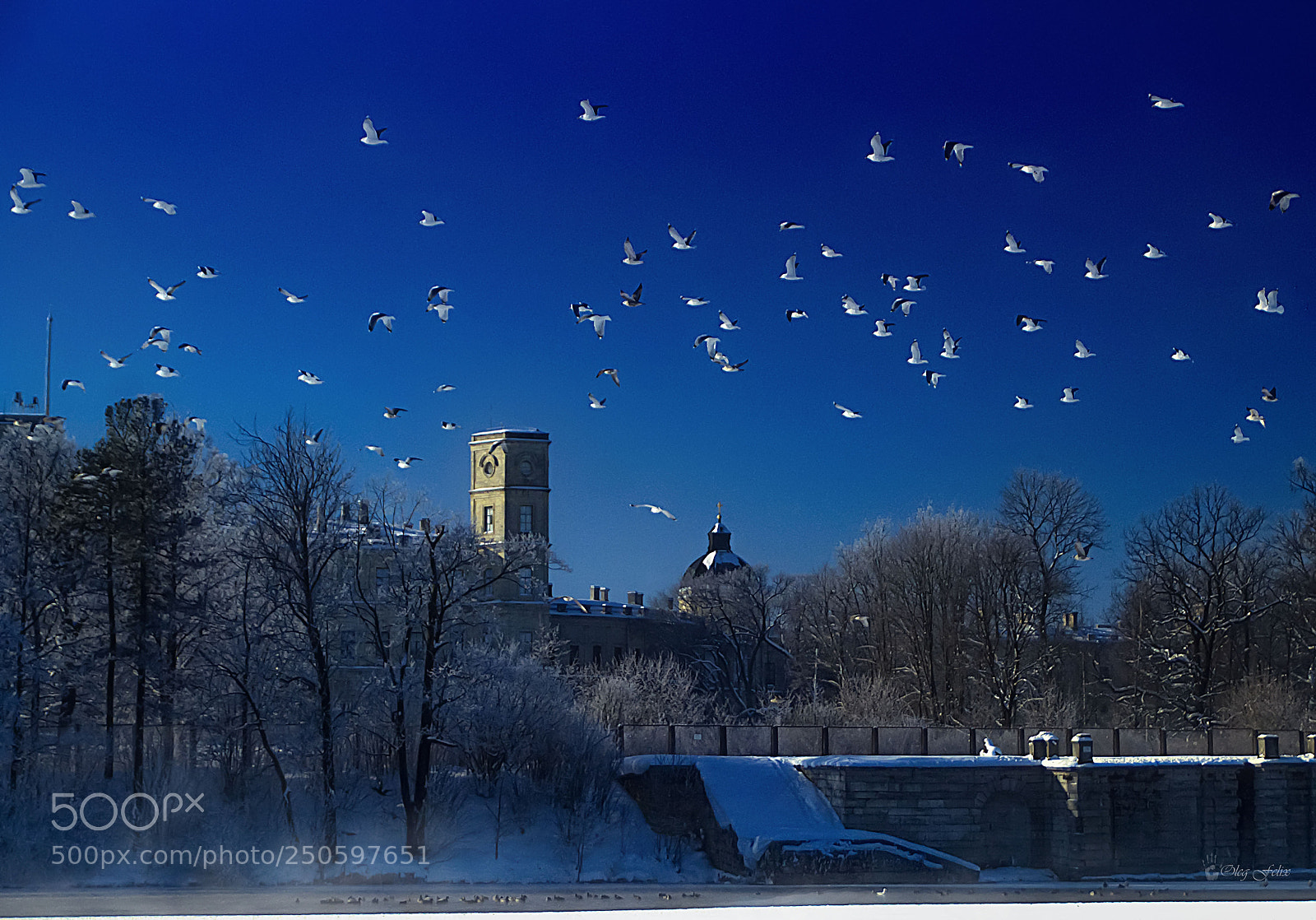 Sony SLT-A37 sample photo. Frost. birds. castle. photography