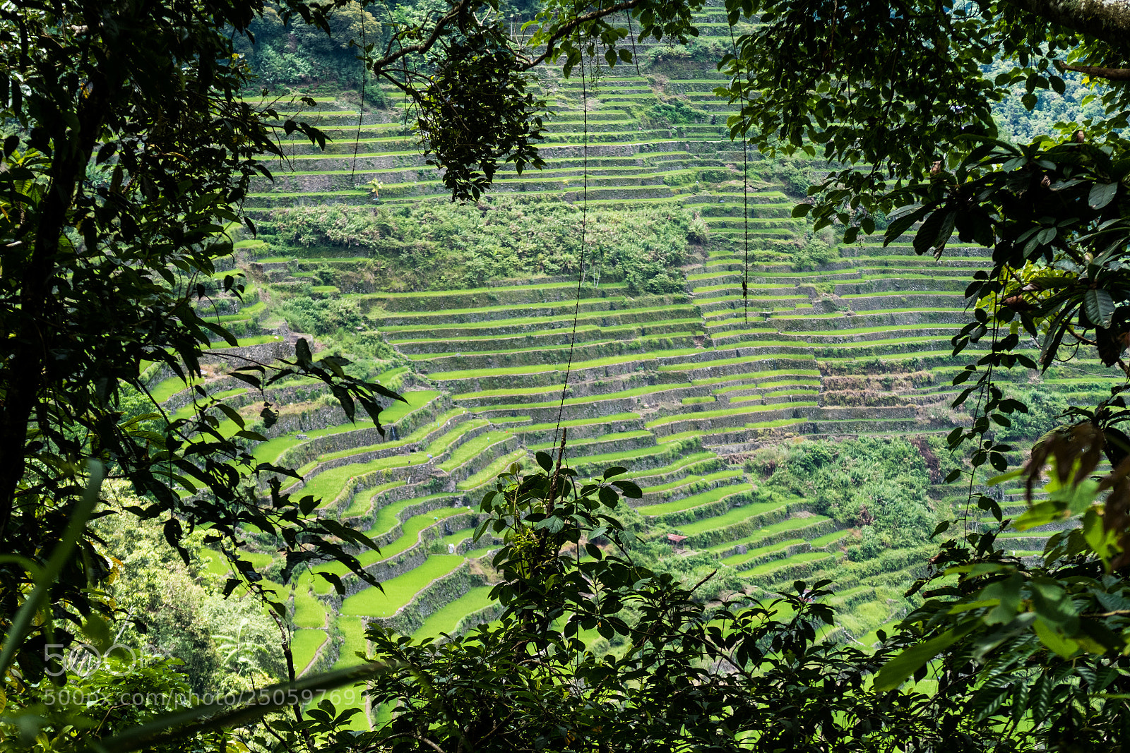 Canon PowerShot G7 X Mark II sample photo. Batad rice fields photography
