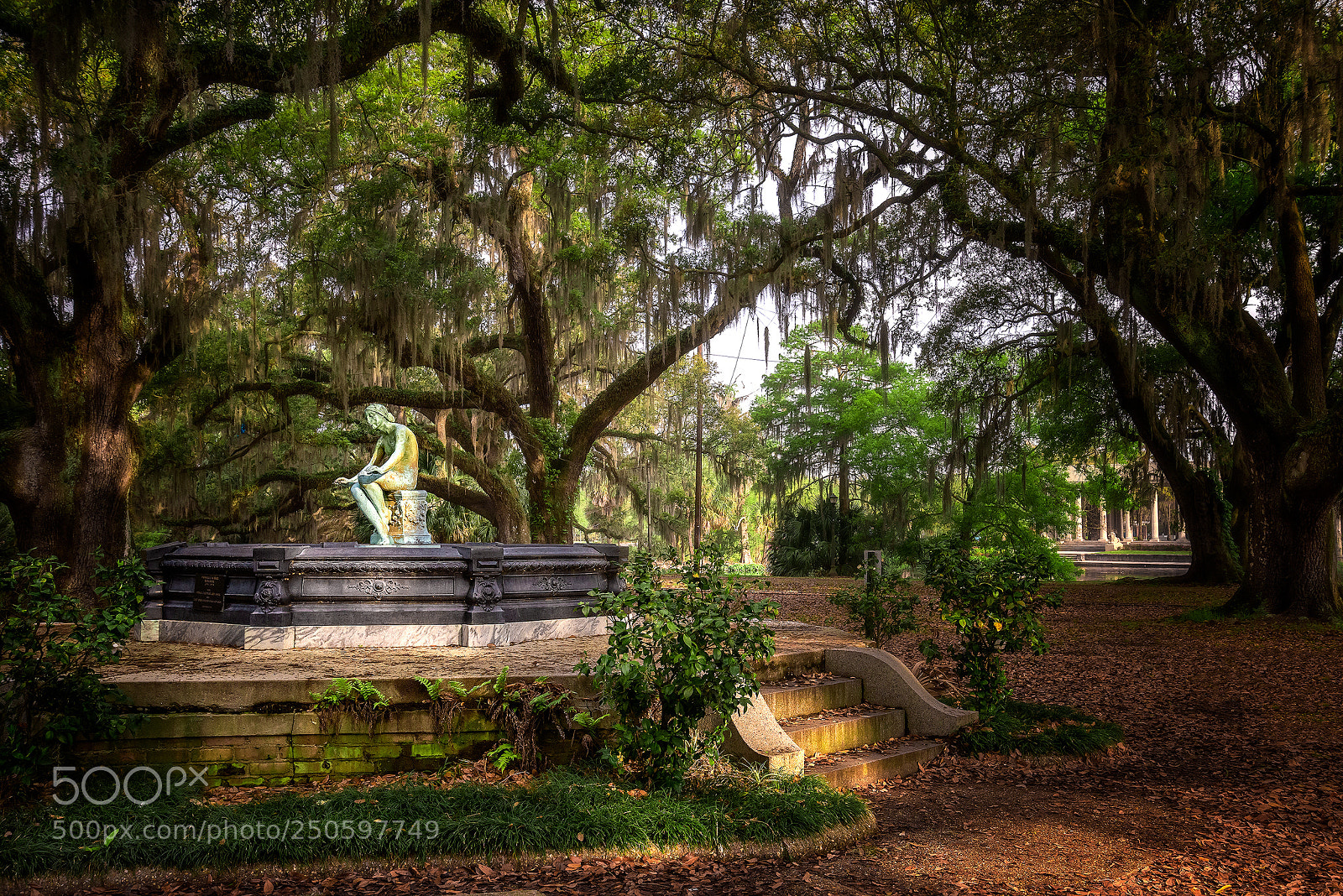 Nikon D810 sample photo. Shadows and spanish moss photography