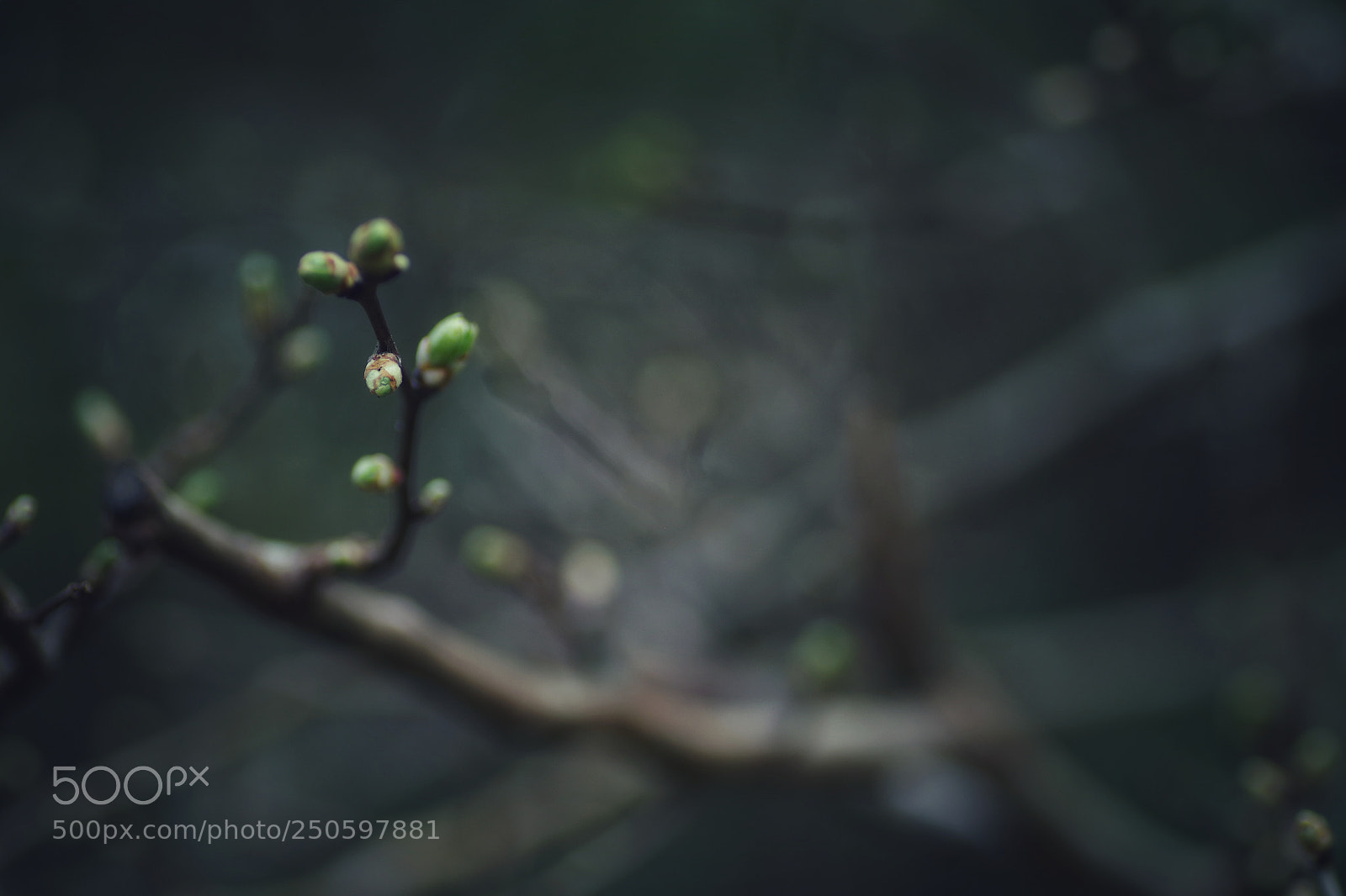 Pentax K-S2 sample photo. Bourgeons en folie photography
