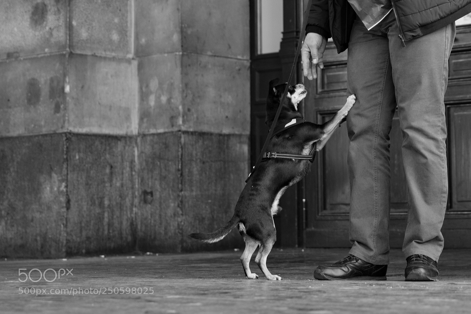 Canon EOS 5DS R sample photo. Dog at the station photography