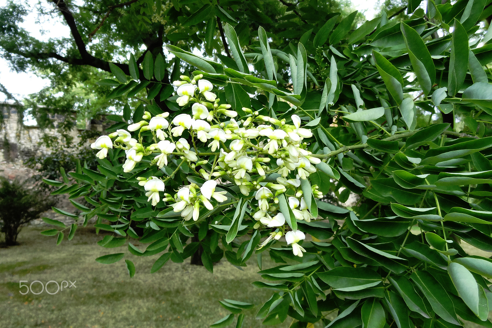 Sony Cyber-shot DSC-HX10V sample photo. Blossoming tree branch with blurred background photography