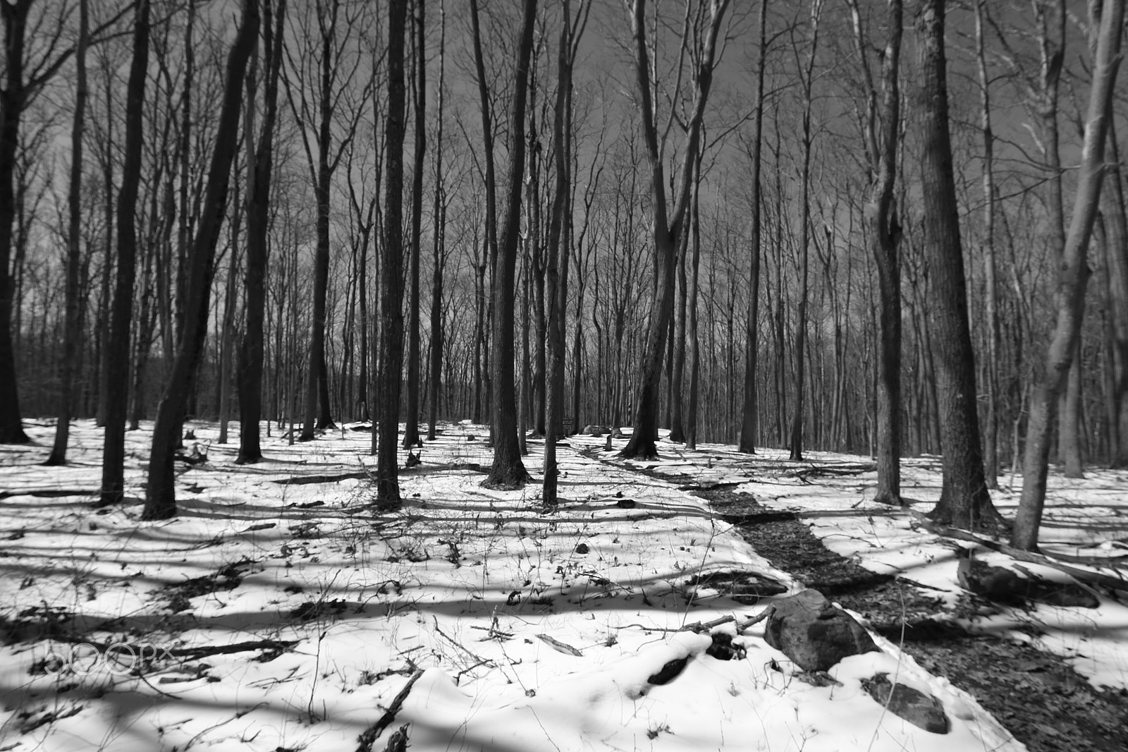 Canon TS-E 17mm F4L Tilt-Shift sample photo. Road between snow photography