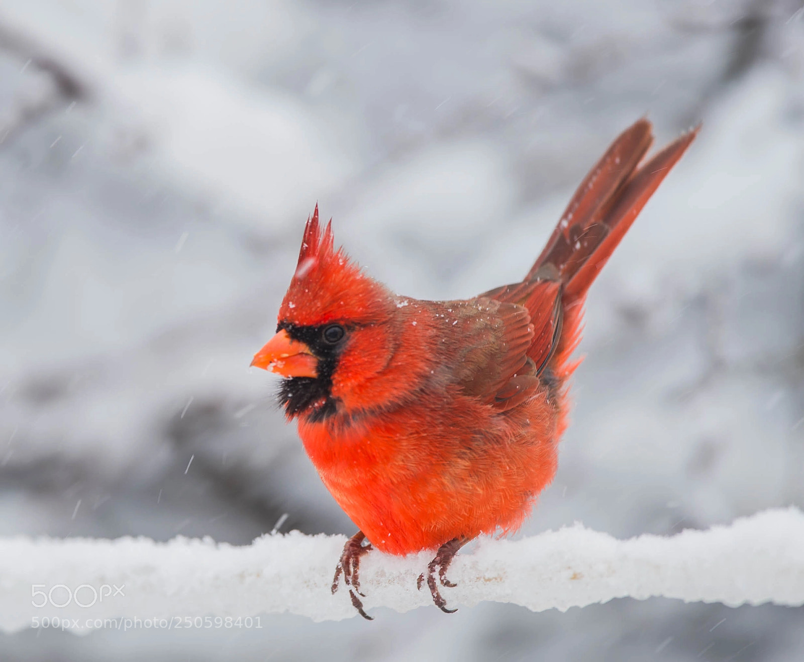 Nikon D4 sample photo. Beautiful cardinal! photography