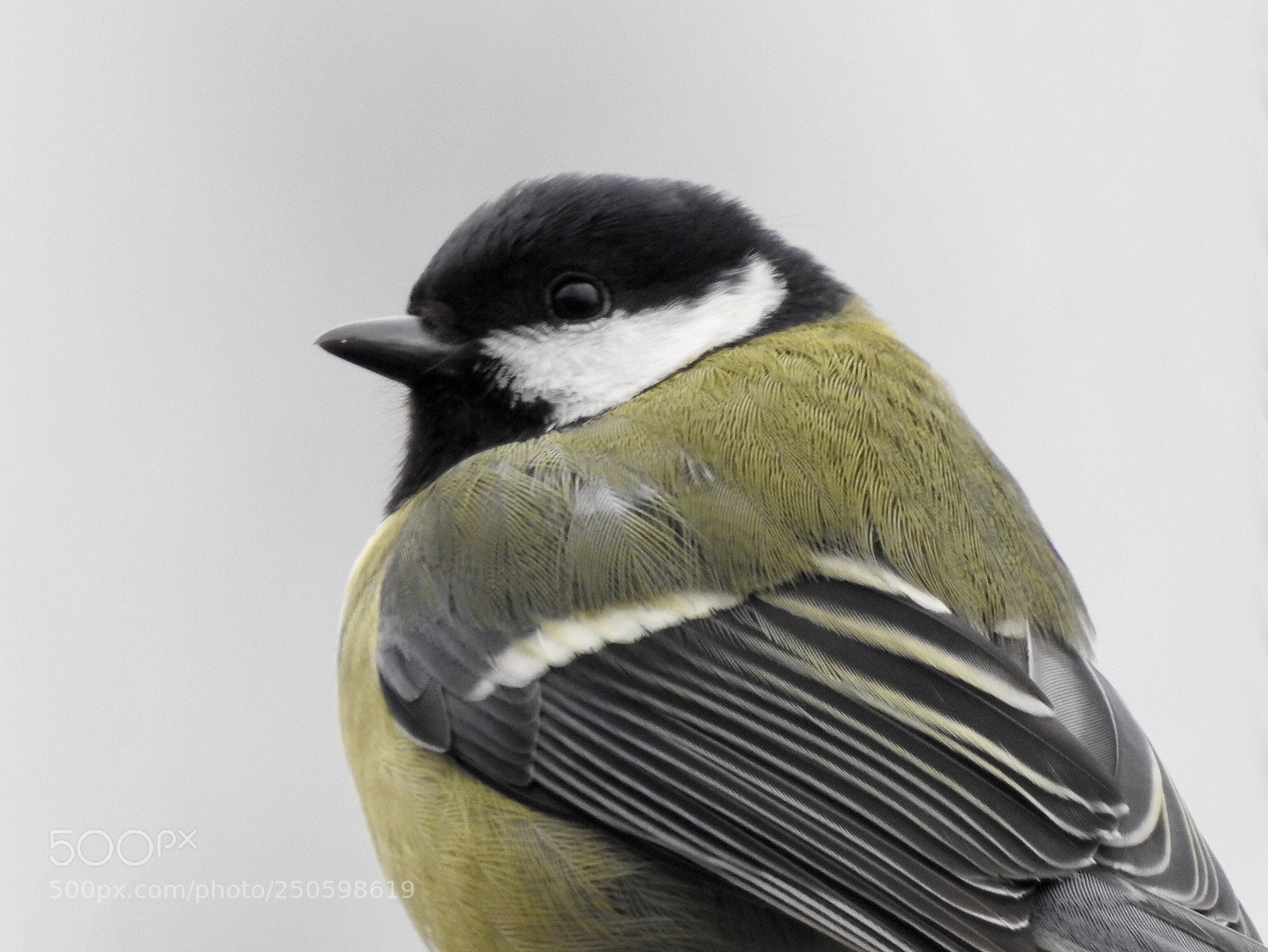 Nikon Coolpix P900 sample photo. Great tit photography