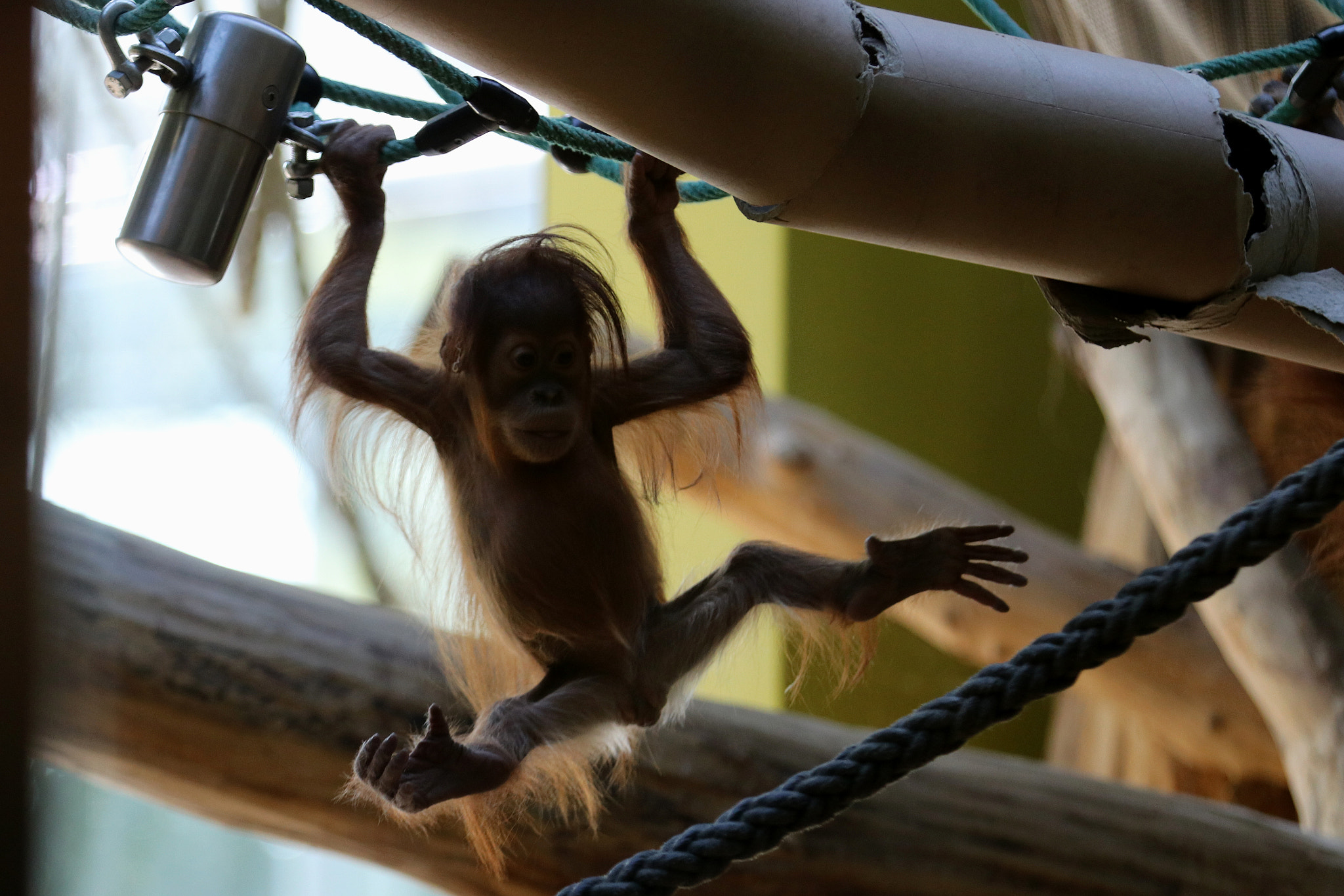 Canon EF 70-200mm F2.8L IS II USM sample photo. Orang utan baby photography