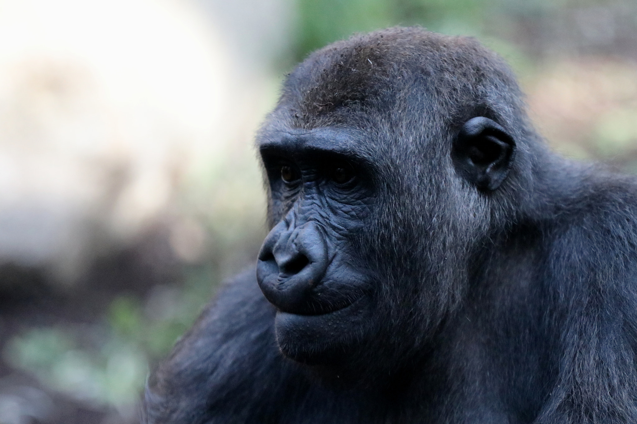 Canon EF 70-200mm F2.8L IS II USM sample photo. Gorilla photography