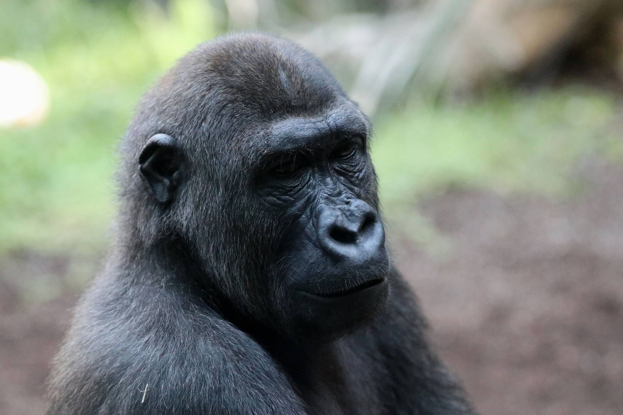 Canon EF 70-200mm F2.8L IS II USM sample photo. Gorilla photography