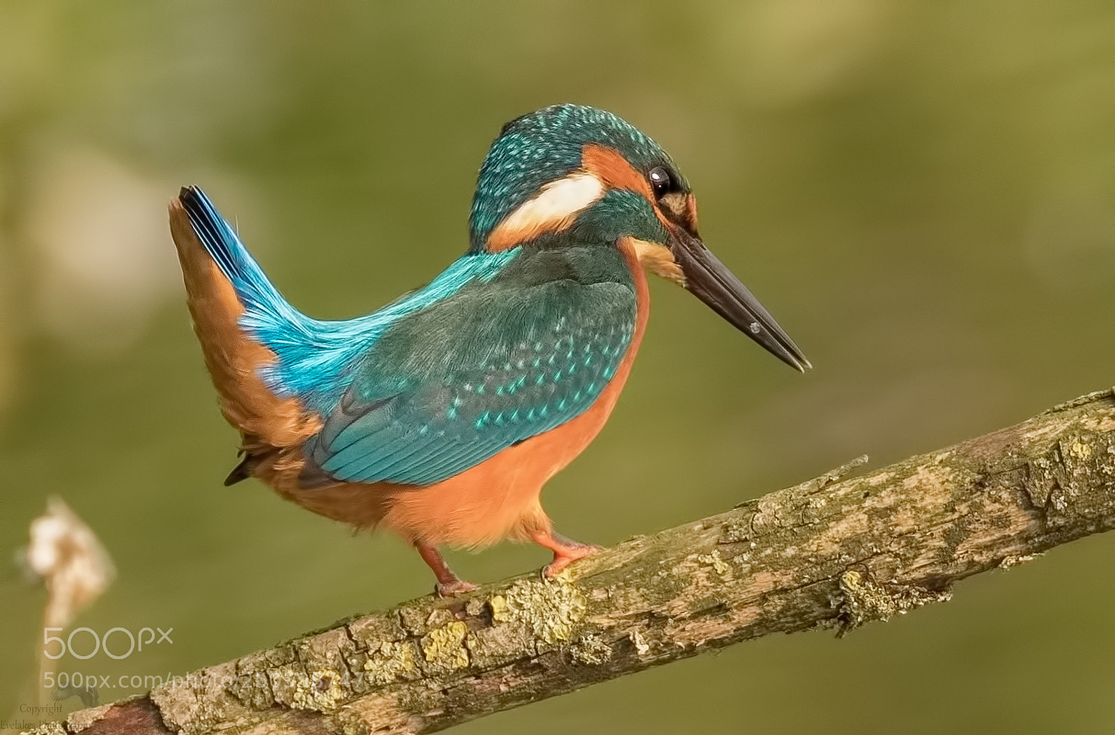 Canon EOS 7D Mark II sample photo. Kingfisher photography