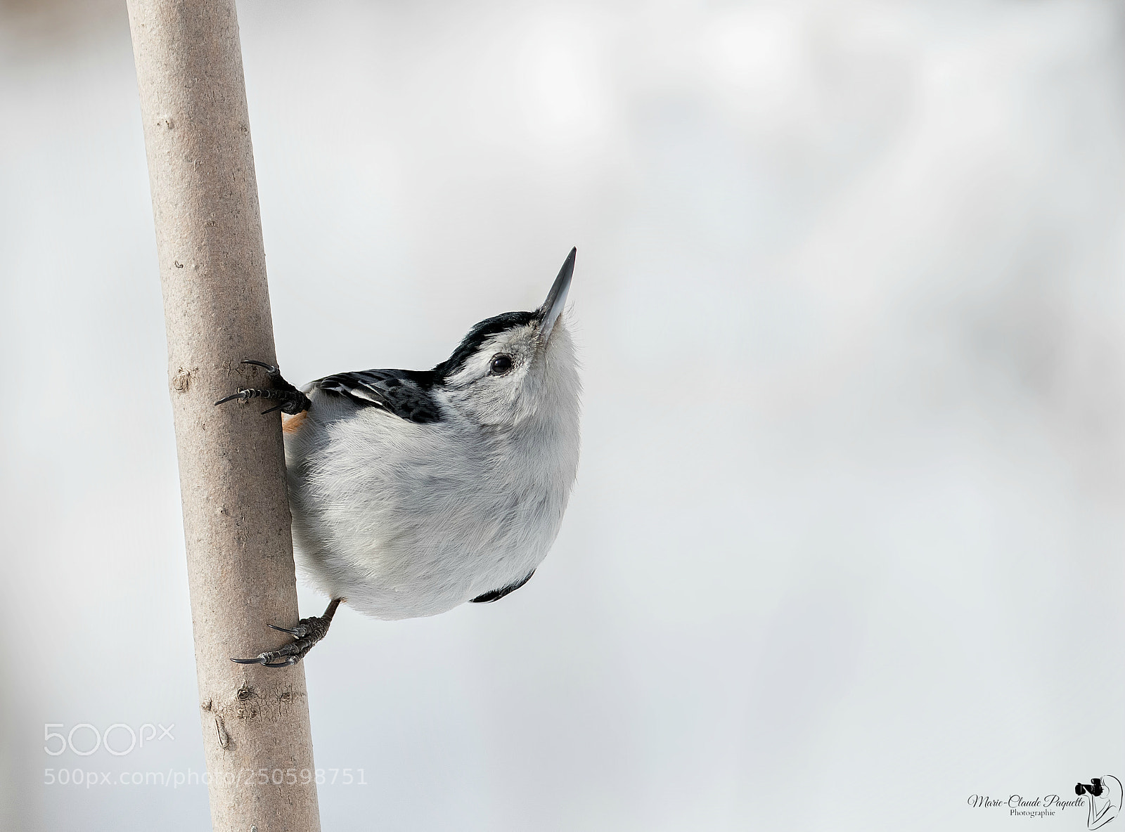Nikon D500 sample photo. Sittelle poitrine blanche photography