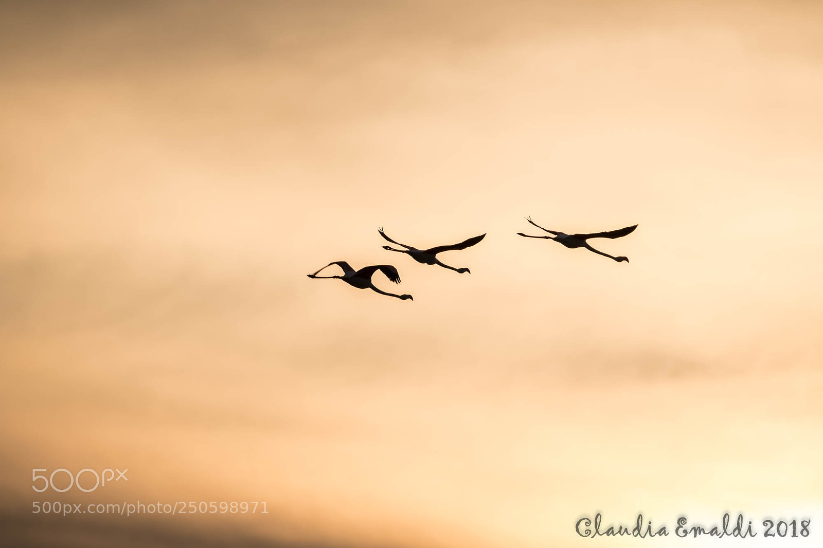Nikon D500 sample photo. In volo incontro al photography