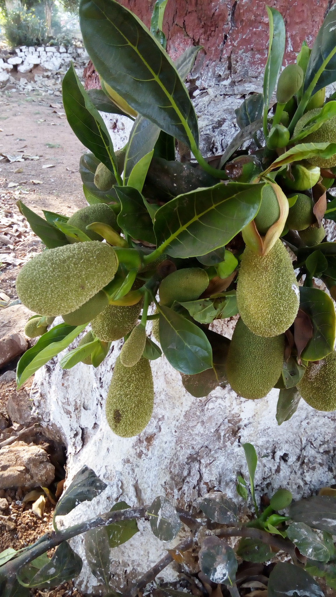 Lenovo VIBE X3 LITE sample photo. Jack fruit photography