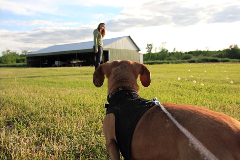 Canon EOS 550D (EOS Rebel T2i / EOS Kiss X4) sample photo. Dachshund on the farm photography
