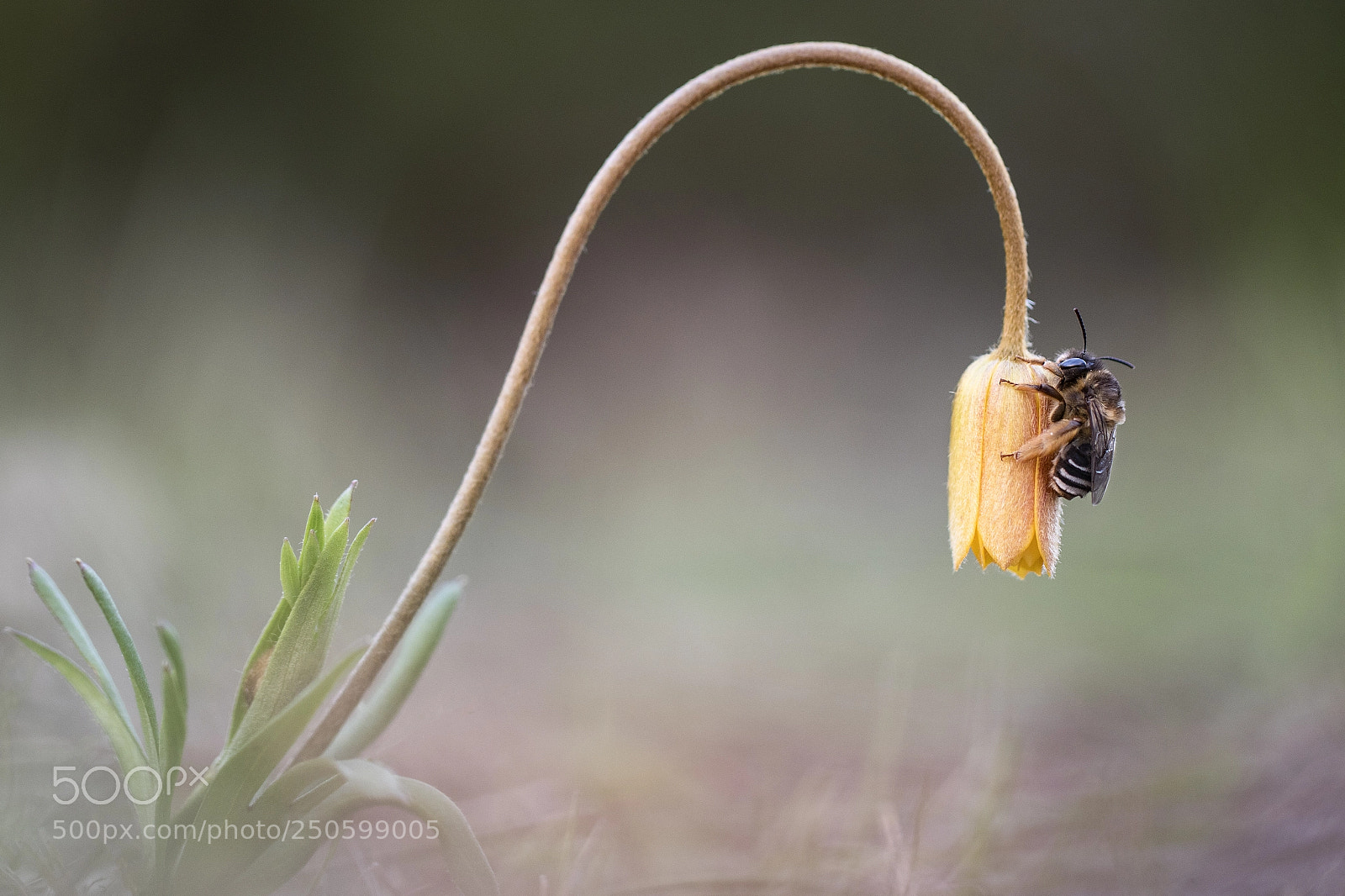 Canon EOS 7D Mark II sample photo. Abeja dormida en anemona photography