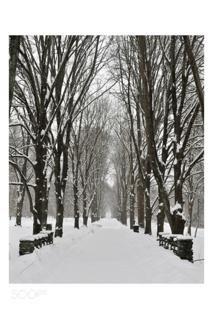 Nikon D700 sample photo. Winter whisper photography