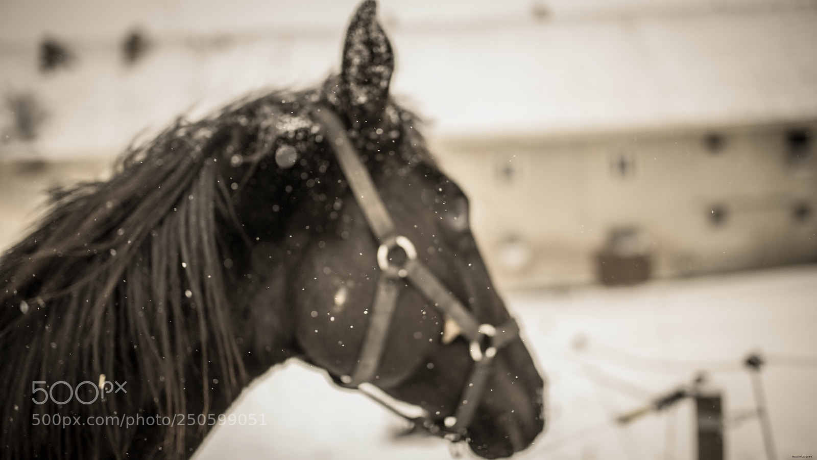 Canon EOS 6D Mark II sample photo. Img photography