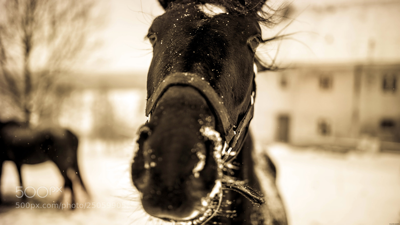 Canon EOS 6D Mark II sample photo. Img photography