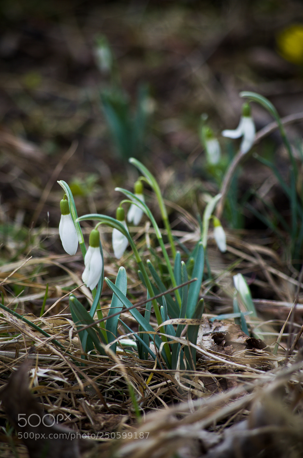 Pentax K-50 sample photo. Snowdrop photography