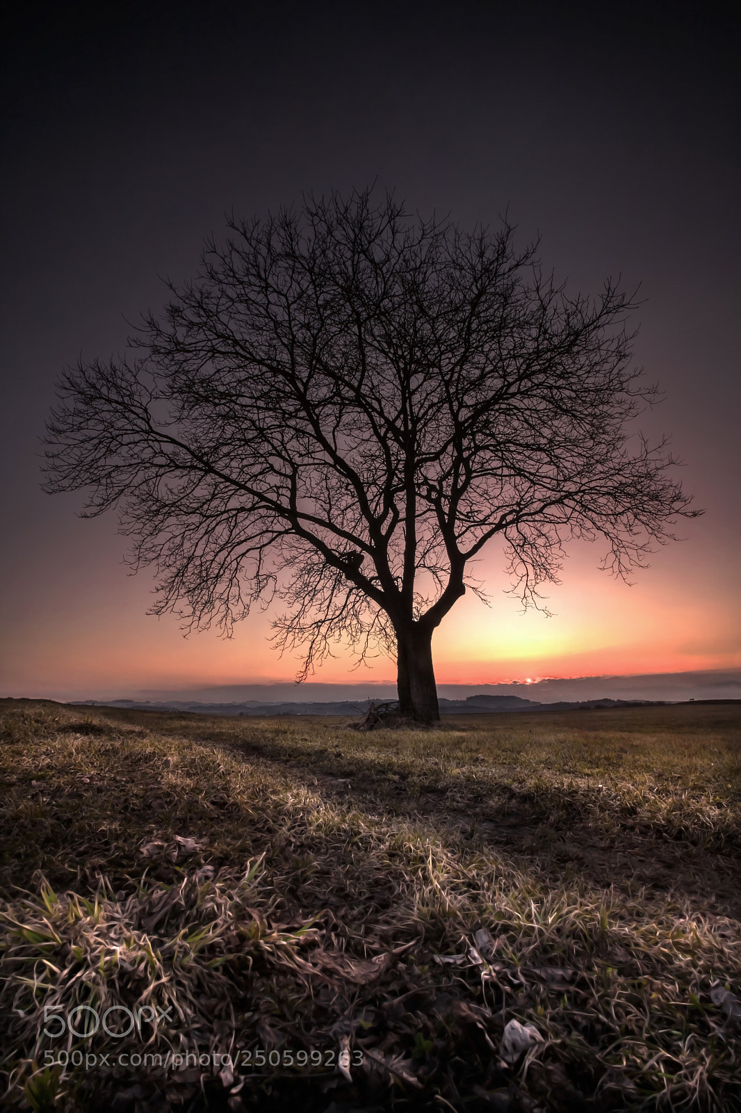 Canon EOS 5D Mark II sample photo. Backland gold photography