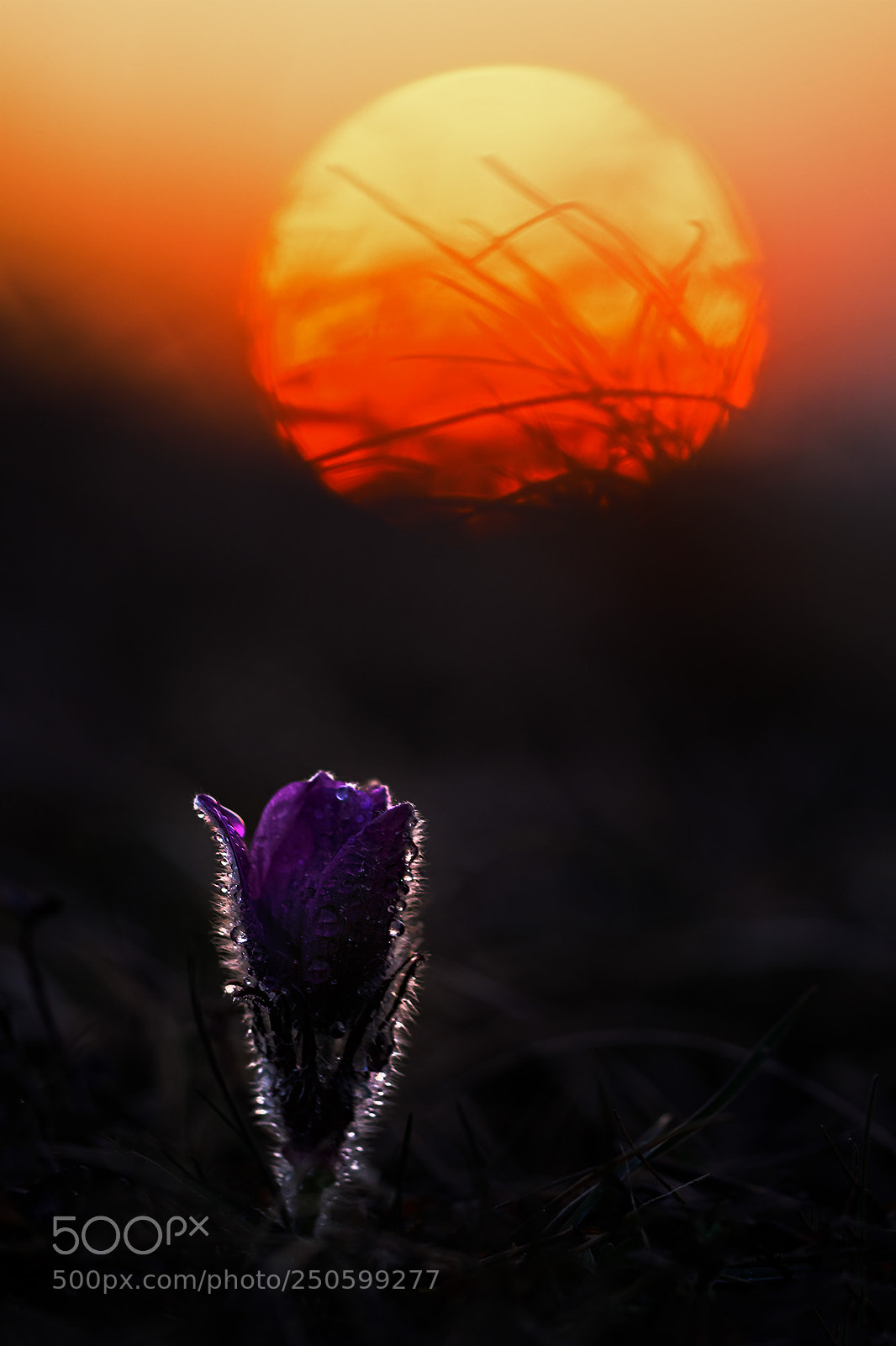 Canon EOS 5D Mark IV sample photo. Pasque flower (pulsatilla vulgaris) photography