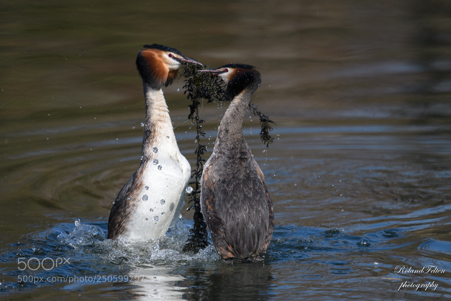 Nikon D500 sample photo. Grebes' dance photography