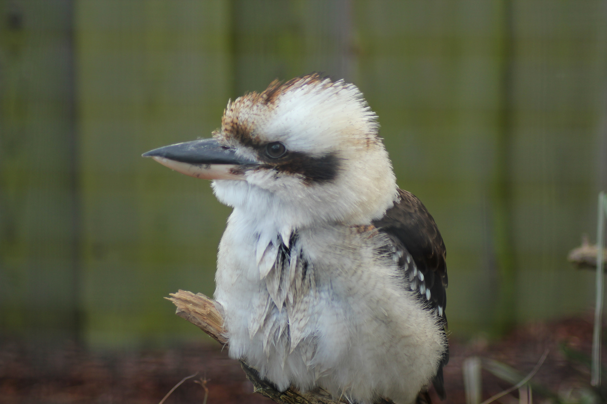 Canon EOS 550D (EOS Rebel T2i / EOS Kiss X4) sample photo. Lachender hans photography