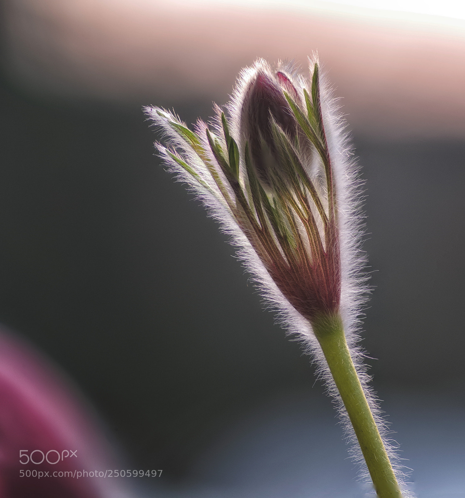 Pentax K-1 sample photo. Hairy thing photography
