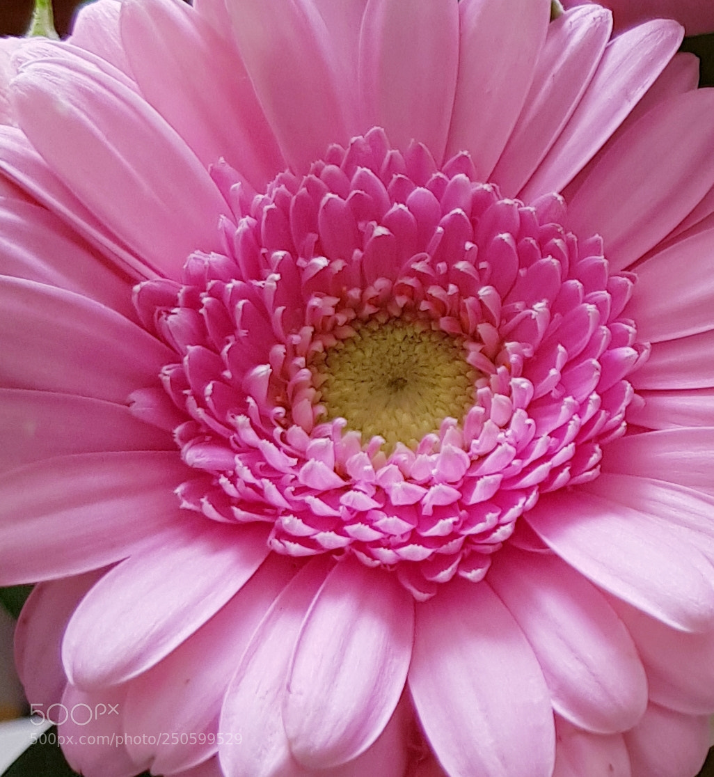 Samsung Galaxy S8 sample photo. Pretty in pink. photography