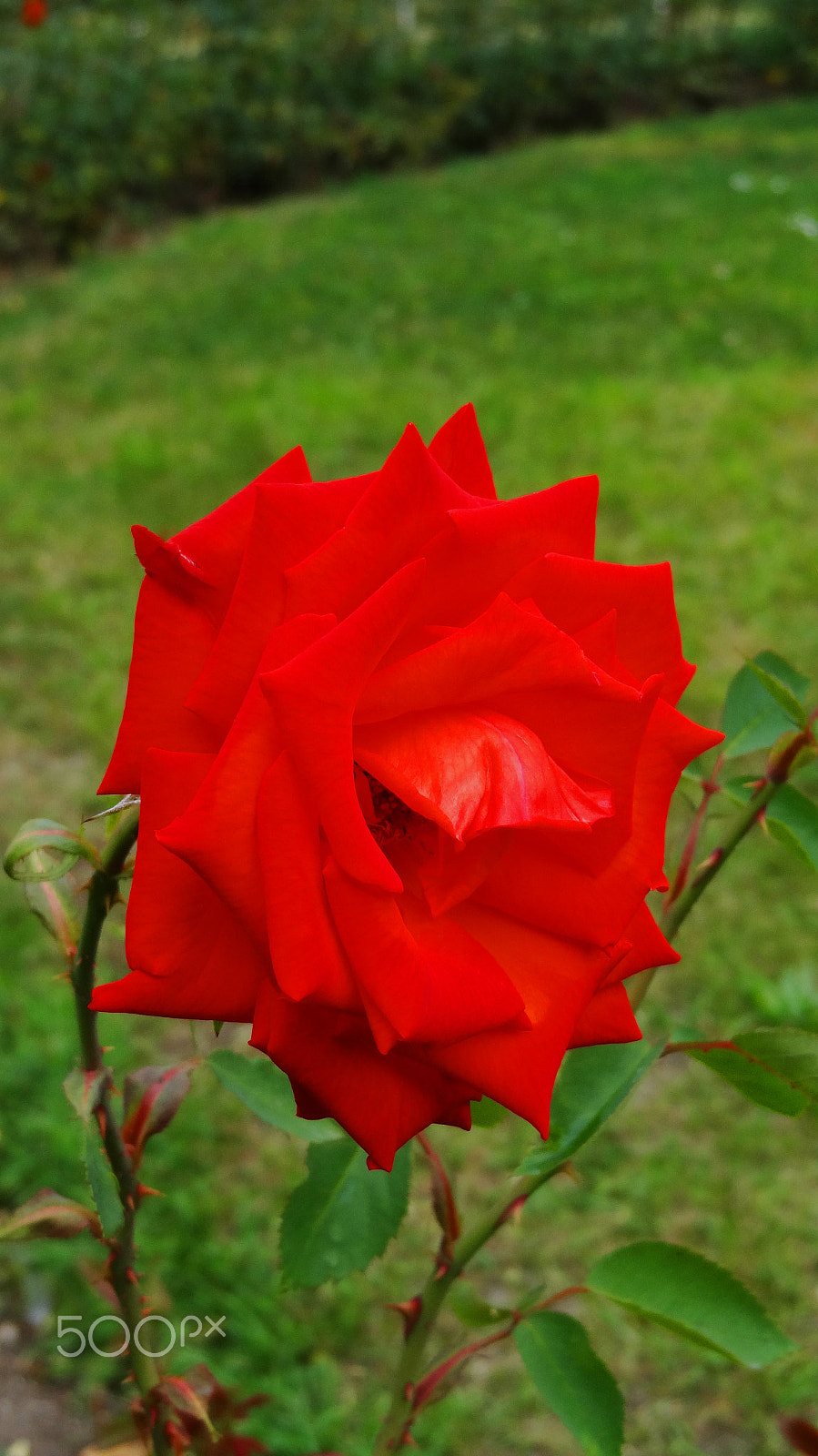 Sony Cyber-shot DSC-HX10V sample photo. Beautiful red rose in the garden and blur background photography