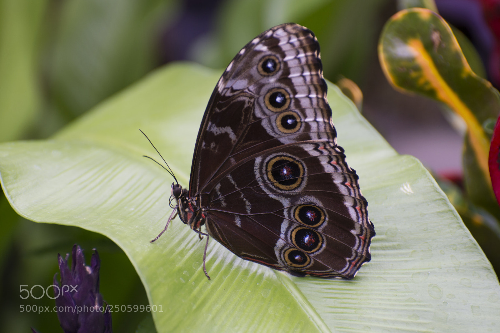 Nikon D7200 sample photo. Butterfly 2018-1 photography