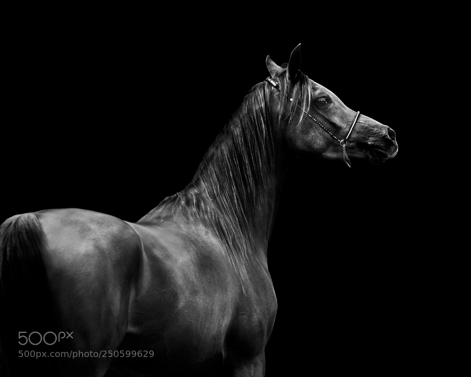 Sony SLT-A58 sample photo. Horse photography