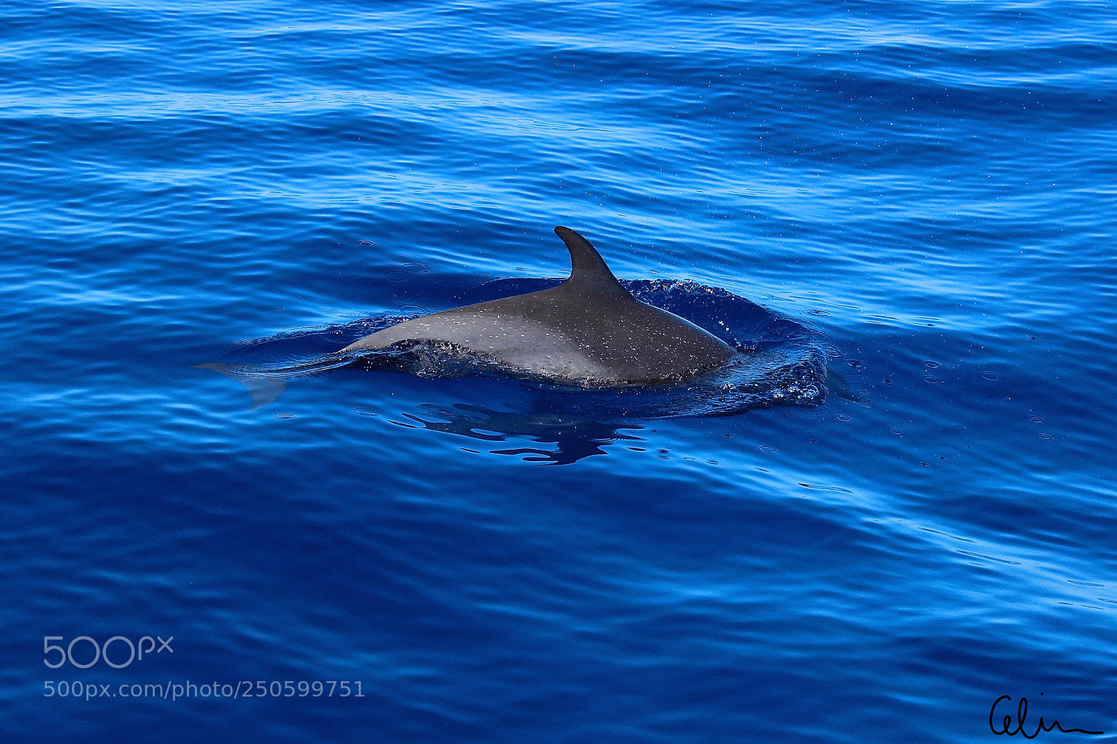 Canon EOS 100D (EOS Rebel SL1 / EOS Kiss X7) sample photo. Dolphin photography