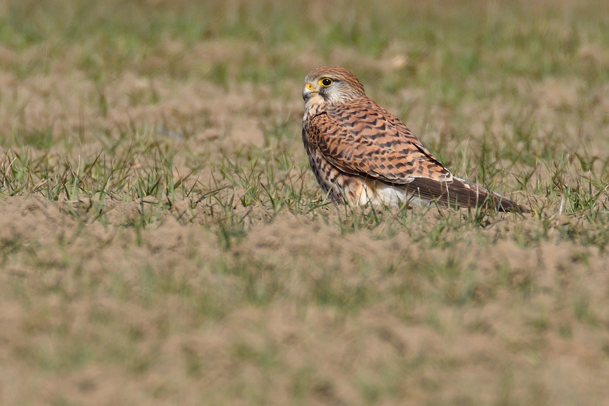 Nikon D7200 sample photo. Falco tinnunculus photography