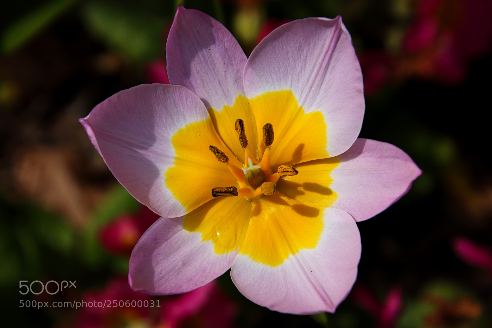 Canon EOS 77D (EOS 9000D / EOS 770D) sample photo. Wide open photography