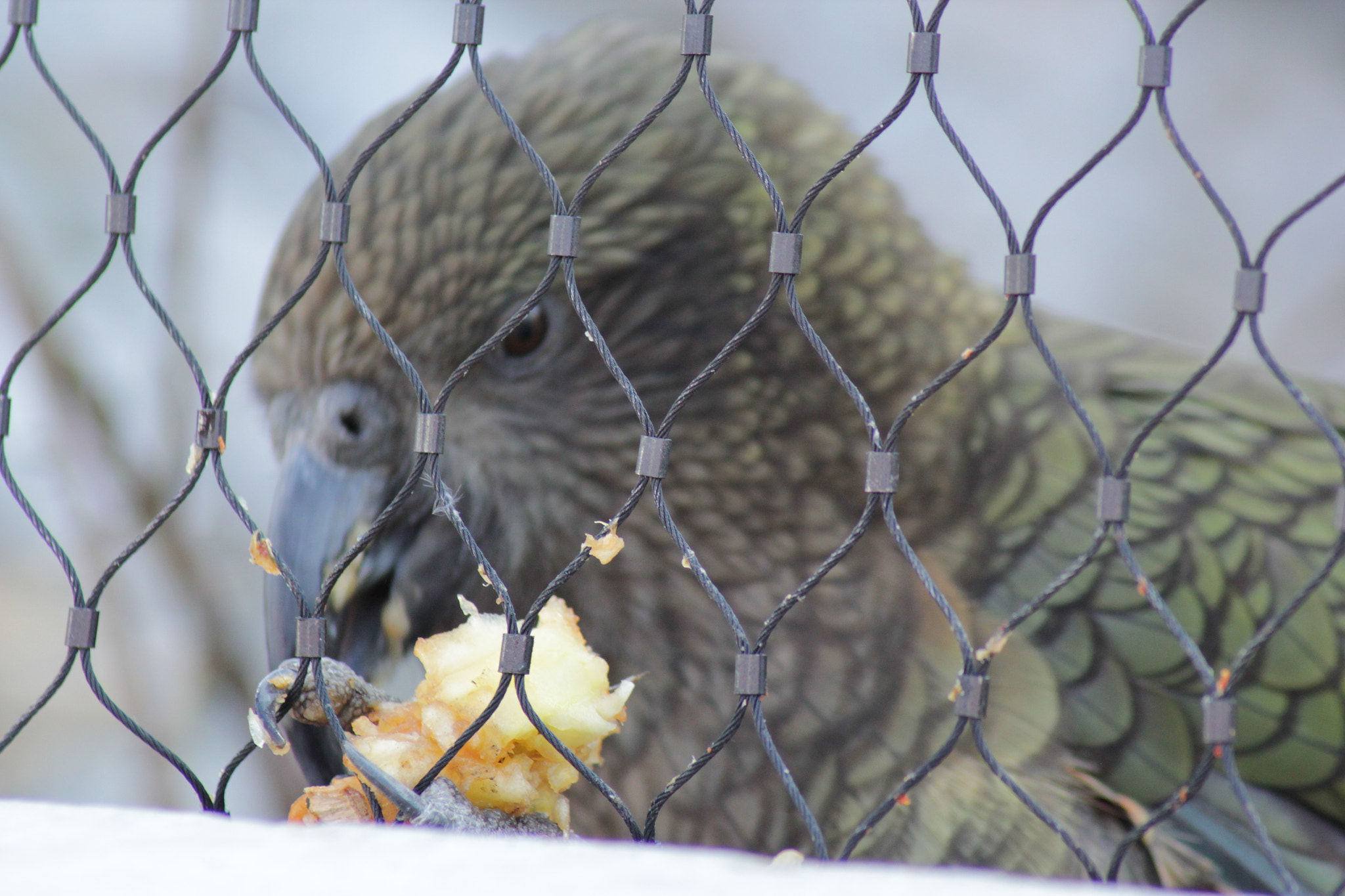 Canon EOS 550D (EOS Rebel T2i / EOS Kiss X4) sample photo. Kea photography