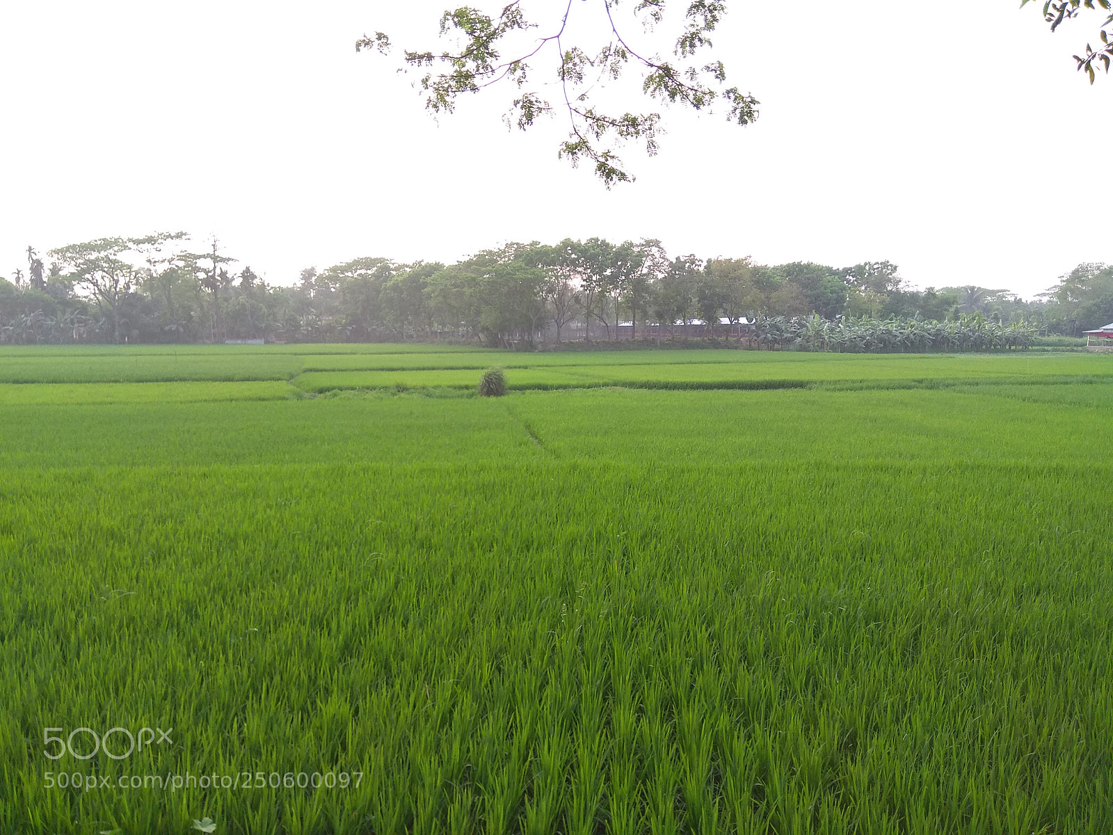 Xiaomi Redmi Note 4 sample photo. Beautiful bangladesh photography