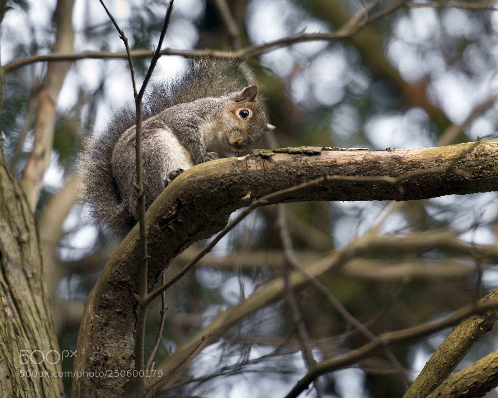 Nikon D810 sample photo. Checking me out photography